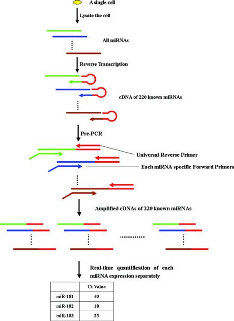 Schematic Representation Of Real Time Pcr Based Plex Mirna