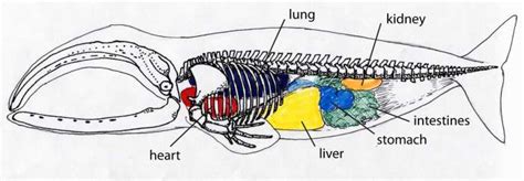 Bowhead Whale Anatomy & Physiology Studies