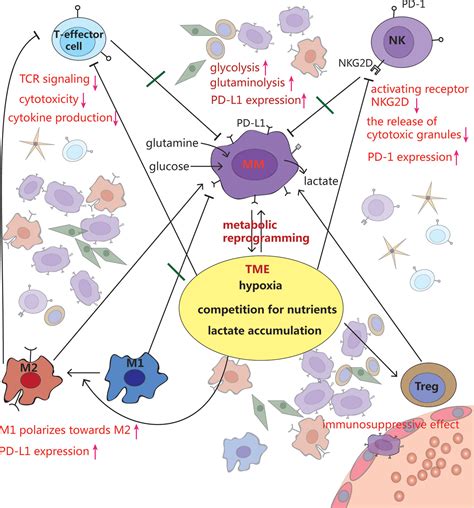 Frontiers Metabolic Reprogramming Induces Immune Cell Dysfunction In