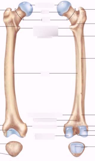 Femur Diagram Quizlet