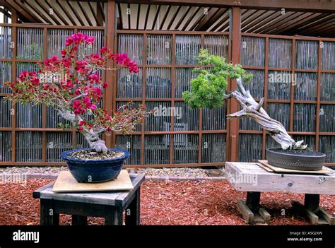 Cedar Bonsai Hi Res Stock Photography And Images Alamy