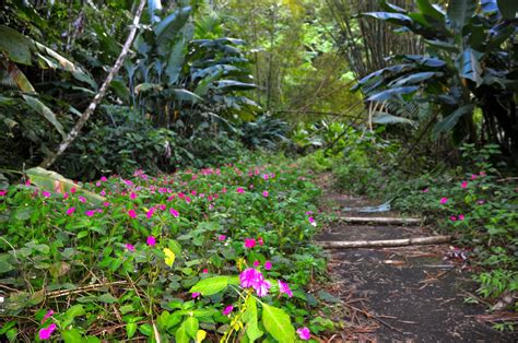 Hiking The Southern Slope Of El Yunque National Forest