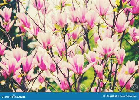 Flowering Magnolias in the Botanical Garden. Stock Photo - Image of ...