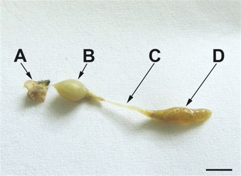 Honey Bee Stinger Anatomy