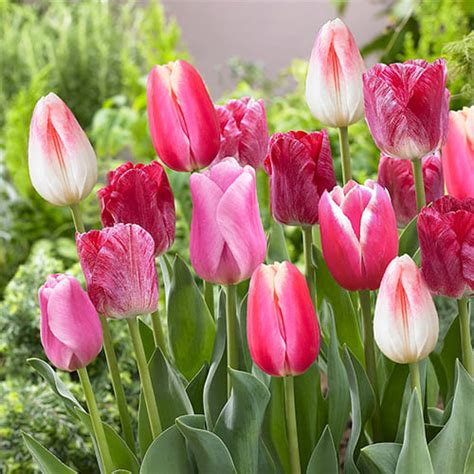 Bulbes De Tulipe Acheter Bulbes Directement De Hollande Dutch Bulbs