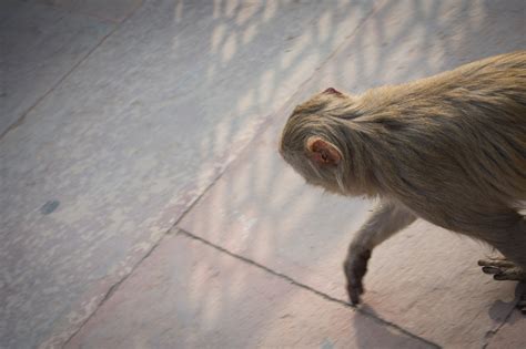 Monkey Business on Behance