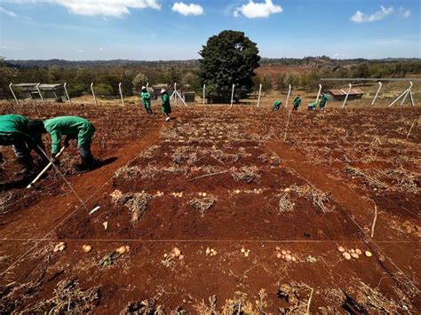 Researchers Harvest Late Blight Resistant Potatoes From Three Field Trial Locations In Kenya