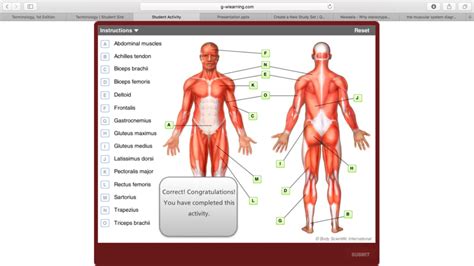 The Muscular System Diagram Quizlet