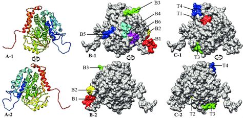 B And T Cell Epitopes On Tertiary Structure Of Der F A And A