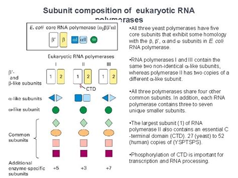 Three Types Of Rna Polymerase In Eukaryotic Nuclei