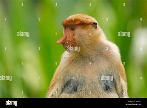 Proboscis Monkey Nasalis Larvatus Female Sabah Borneo Malaysia