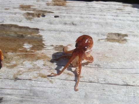 Caribbean Pygmy Octopus