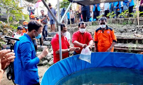 Desa Sumerta Kelod Tebar 10 Ribu Bibit Ikan Lele Https Baliilu