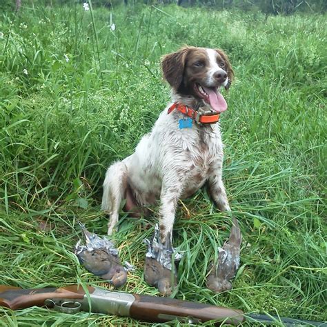 Hot Beef Injection YouTube