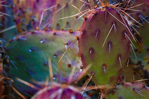 Fotos gratis cactus hoja flor botánica flora Fotografía macro