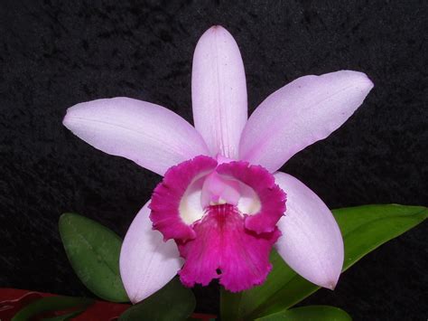 Cattleya Intermedia Orlata Orchideen Wichmannde Highest