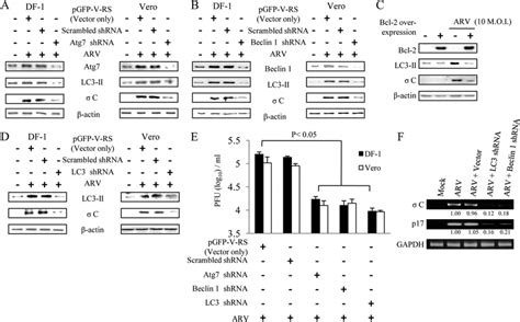 Knockdown Of ATG7 Beclin 1 And LC3 Reduced ARV C Protein Synthesis