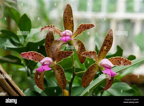 Cattleya Leopoldii Hi Res Stock Photography And Images Alamy