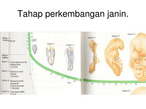 Ppt Perkembangan Masa Janin Susunan Otot Dan Tulang Powerpoint