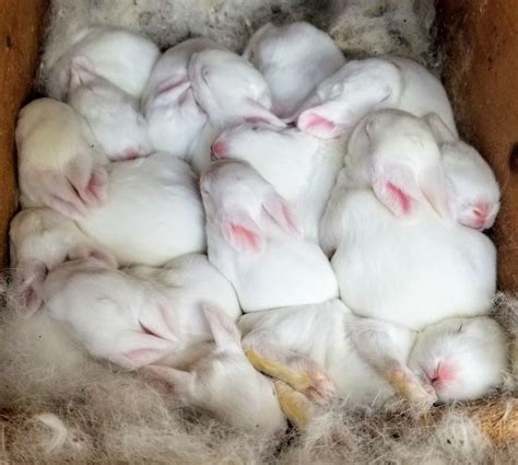 Sleeping baby rabbits : r/aww