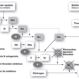 Mechanism of action of Rivaroxaban cited from Samama, 2011 | Download Scientific Diagram