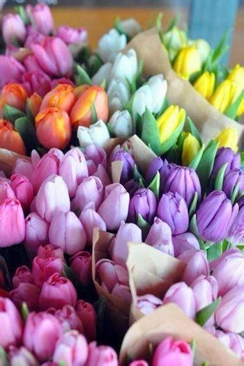 Pretty Tulips Pictures, Photos, and Images for Facebook, Tumblr, Pinterest, and Twitter