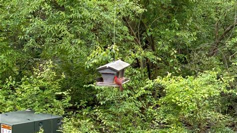 Northern Cardinal On Bird Feeder Youtube