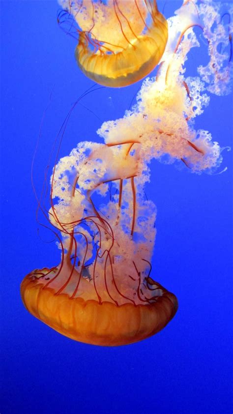 You wont believe these are jelly fish – Artofit