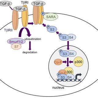 The transforming growth factor β TGF β Smad signaling pathway TGF β