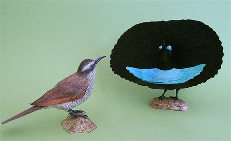 I Create Realistic Birds From Paper | Bored Panda