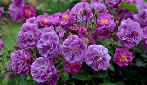 Пурпл Скайлайнер(Purple Skyliner ) — "ЛПХ" Питомник Роз Душа Сада