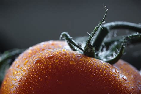 Close Up Extremo De Um Tomate Maduro Molhado Fundo Do Fim Acima Da