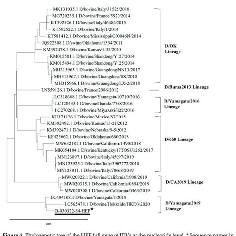 Phylogenetic Tree Of The HEF Full Gene Of IDVs At The Nucleotide Level