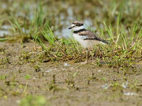 Killdeer Nesting (All You Need To Know) | Birdfact