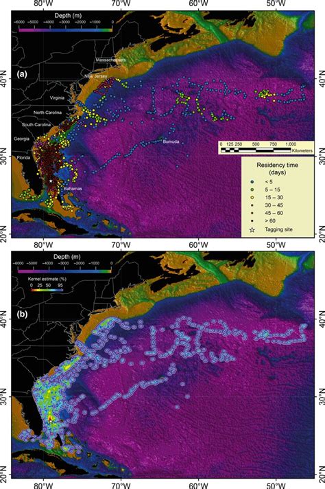 Spatial Distribution Of 14 Female Tiger Sharks Galeocerdo Cuvier