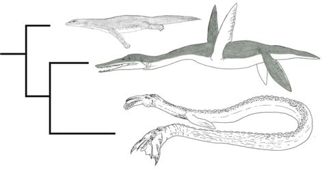 The Case of the Cadborosaurus Carcass: a Review — Tetrapod Zoology