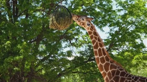 Giraffe Habitat: Can You Imagine Life Above the Trees? | The Infox