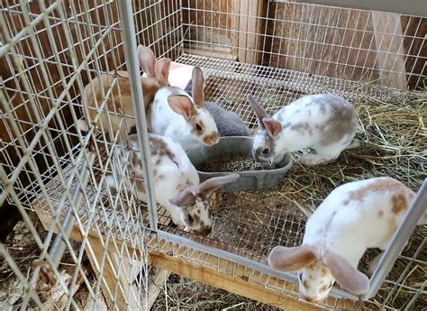 Standard Rex Rabbits For Sale Imlay City MI 302380