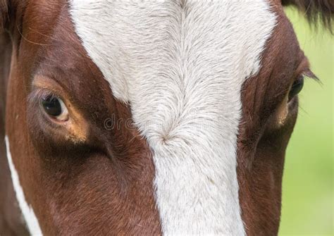 Cow, face close up stock photo. Image of bovine, cattle - 157988298