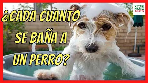 Con qué frecuencia se debe bañar a un perro con pulgas Todo sobre