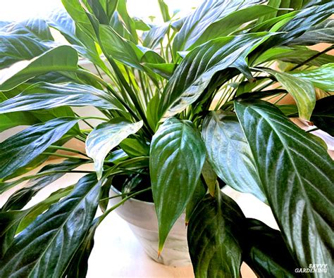 5 Dicas Para Cuidar Do Seu Lírio Da Paz Spathiphyllum