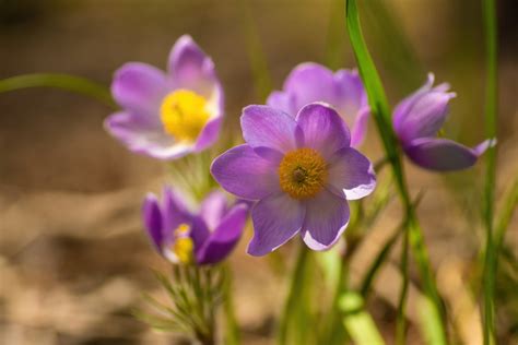 Low Growing Perennials For Garden Borders Backyard Boss