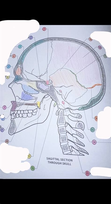 Skeletal System Skull Anterior View Diagram Quizlet