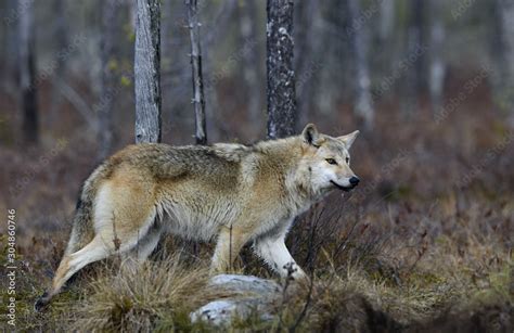 Foto Stock Eurasian Wolf Also Known As The Gray Or Grey Wolf Also