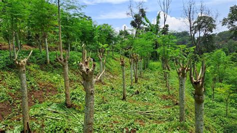 Manfaat Pemberdayaan Masyarakat Desa Dengan Tanam Buah Odesa Indonesia