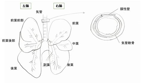 【形態機能学#4】呼吸器系 | どうぶつ看護ポータル×寺子屋勉強会