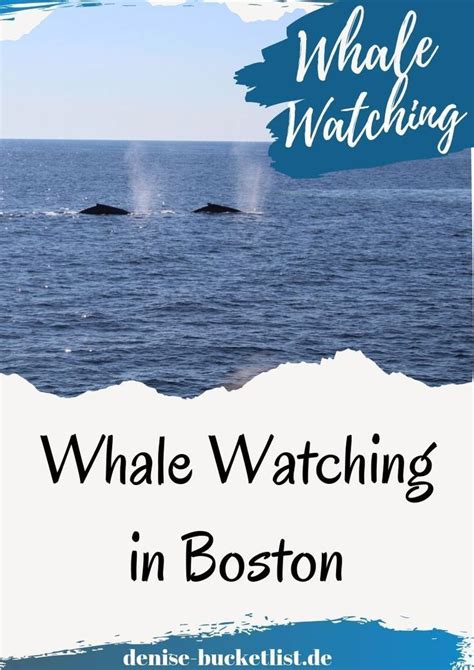 Whale Watching In Boston Erfahrungen Tipps Highlight Usa Reise