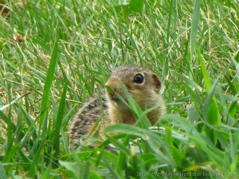 The Everyday Adventurer: 13-Lined Ground Squirrel