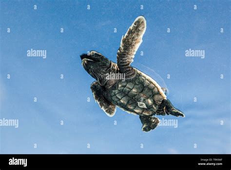 Hawksbill Hatchling Hi Res Stock Photography And Images Alamy