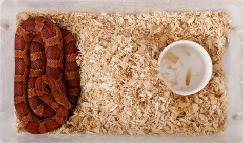 A Complete Guide to Taking Care of Pet Snakes - PetHelpful